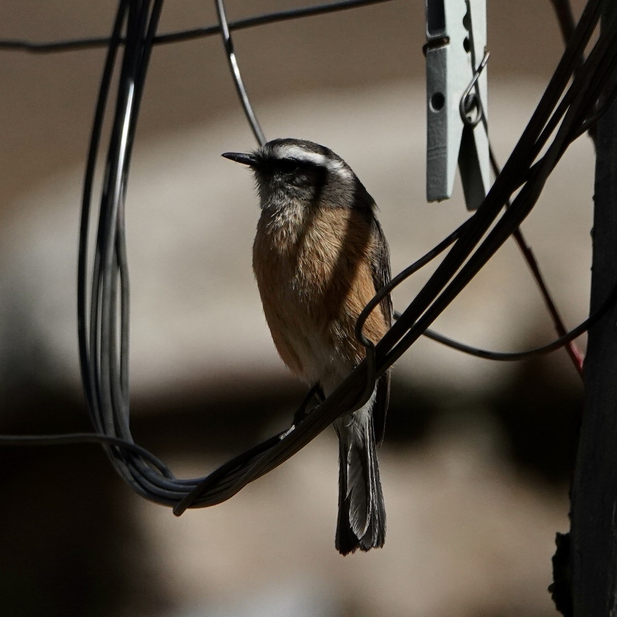 d'Orbigny's Chat-Tyrant - ML640024139