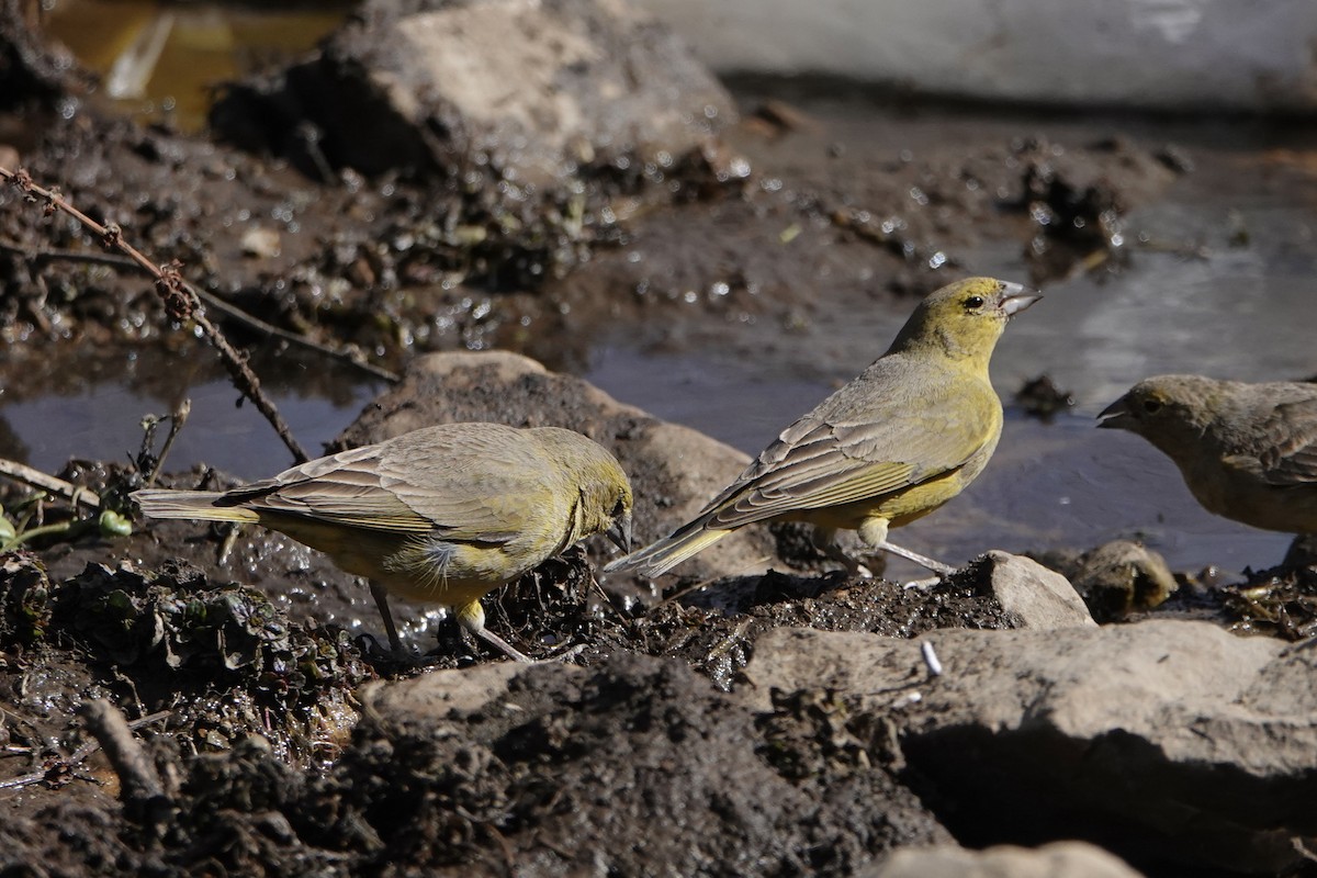 Greenish Yellow-Finch - ML640024143
