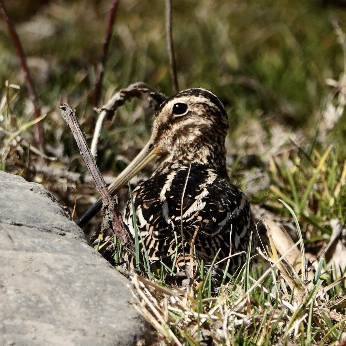 Puna Snipe - ML640024146