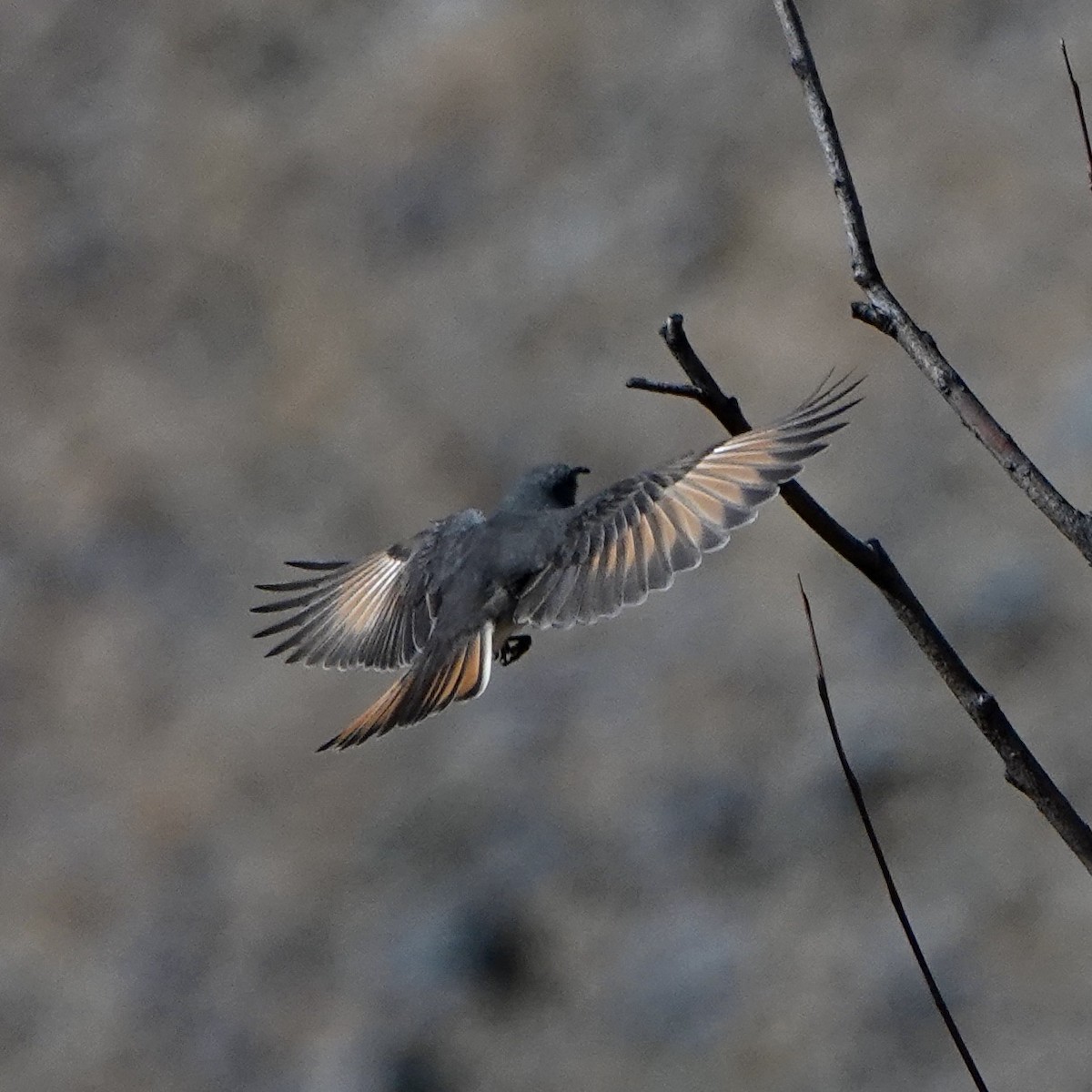 Rufous-webbed Bush-Tyrant - ML640024149