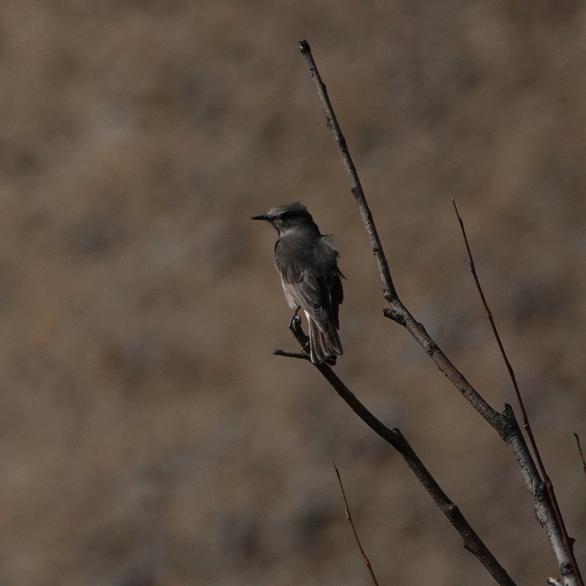 Rufous-webbed Bush-Tyrant - ML640024151