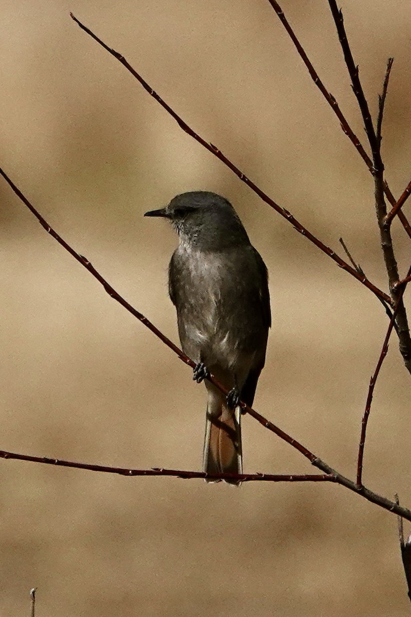 Rufous-webbed Bush-Tyrant - ML640024152