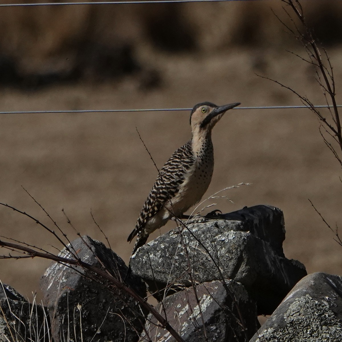 Andean Flicker - ML640024154