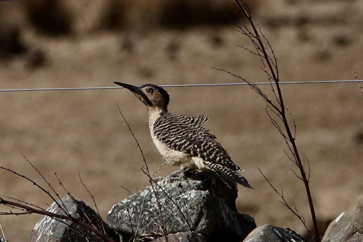 Andean Flicker - ML640024155
