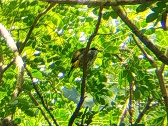 Scaly-breasted Bulbul - ML640024156
