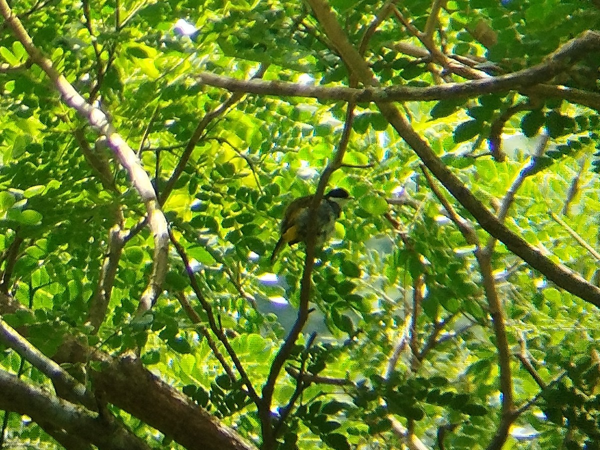 Scaly-breasted Bulbul - ML640024157
