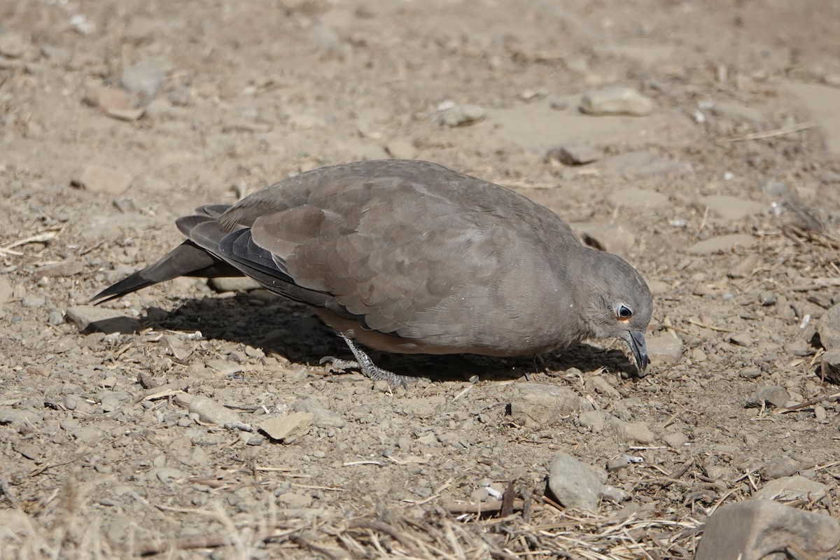 Black-winged Ground Dove - ML640024162