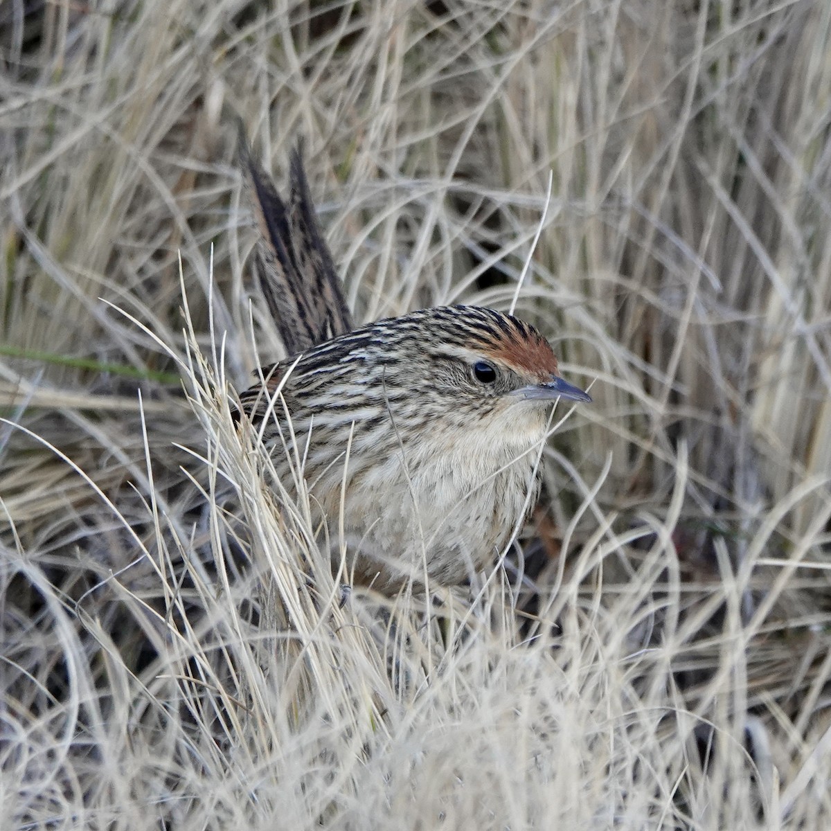 Scribble-tailed Canastero - ML640024190