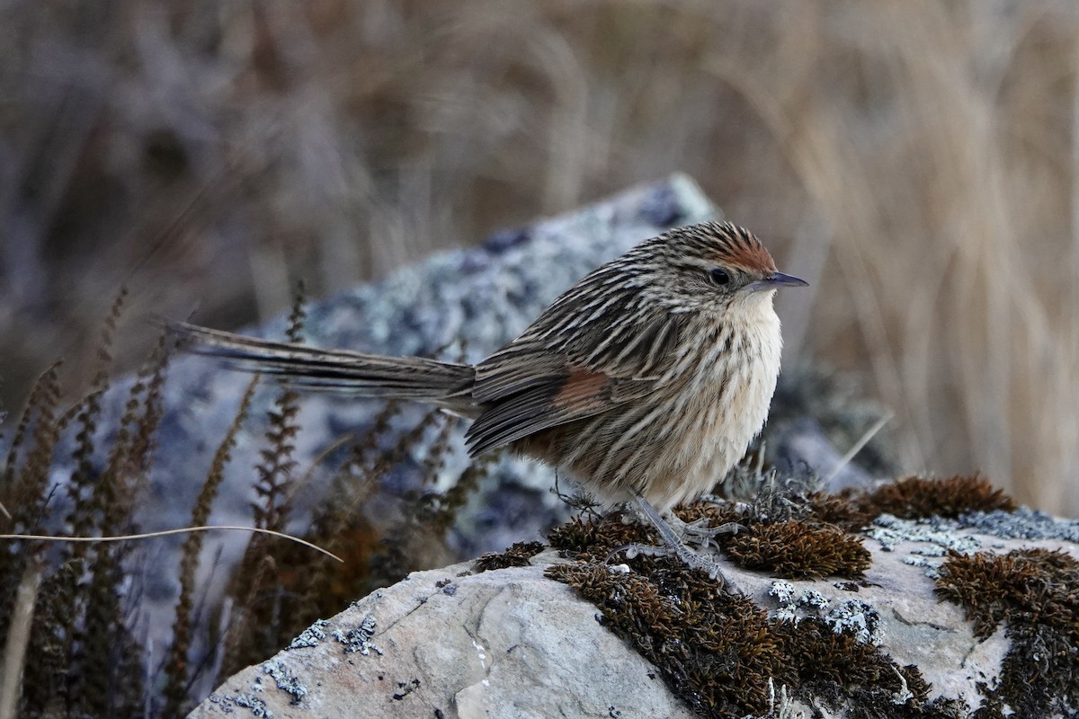 Scribble-tailed Canastero - ML640024191