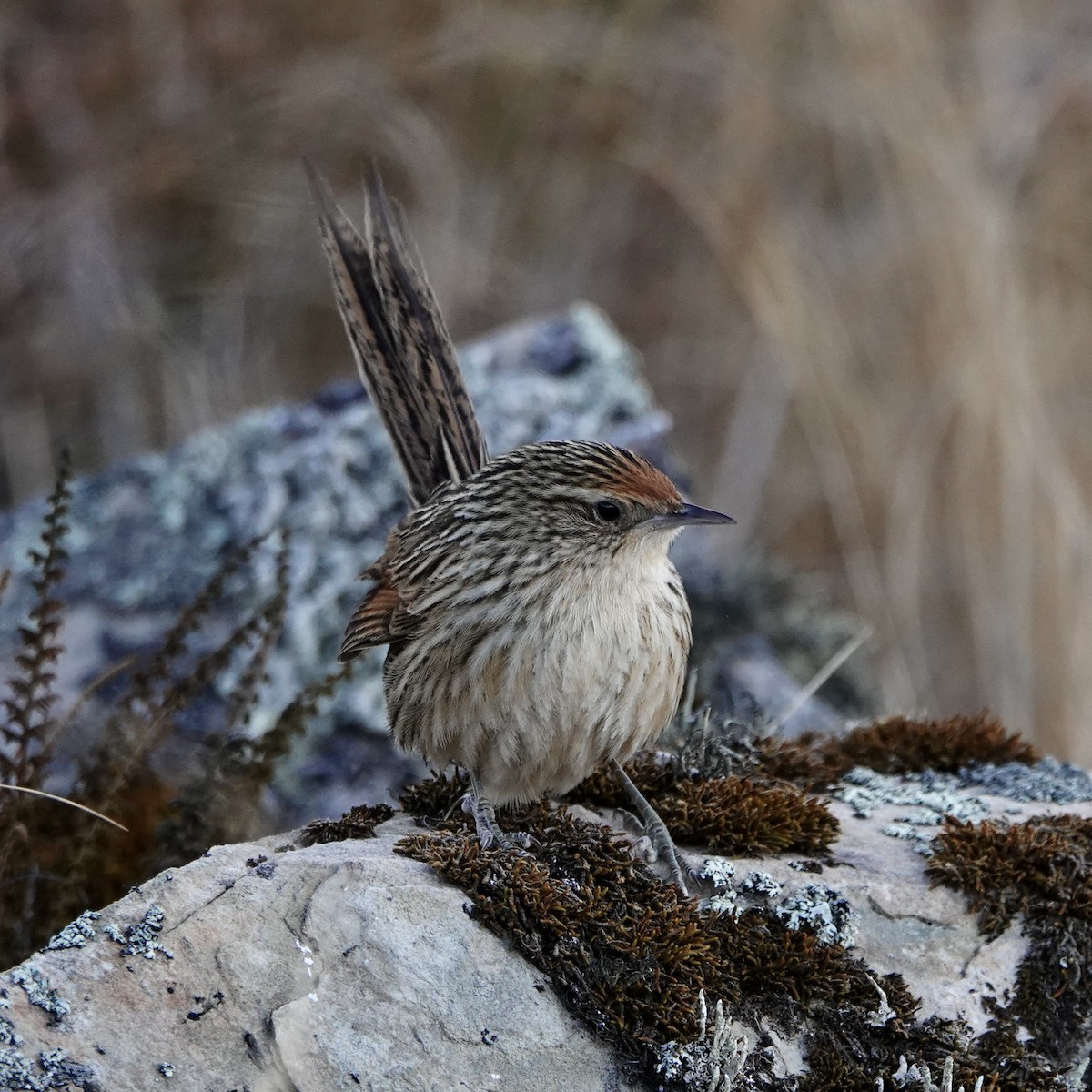 Scribble-tailed Canastero - ML640024192