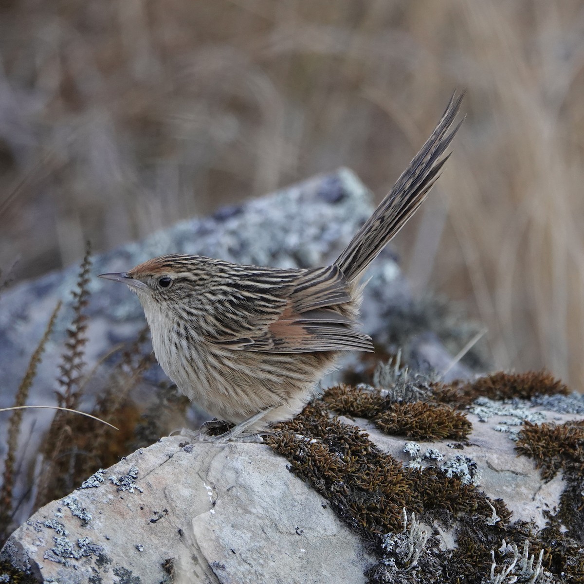 Scribble-tailed Canastero - ML640024193