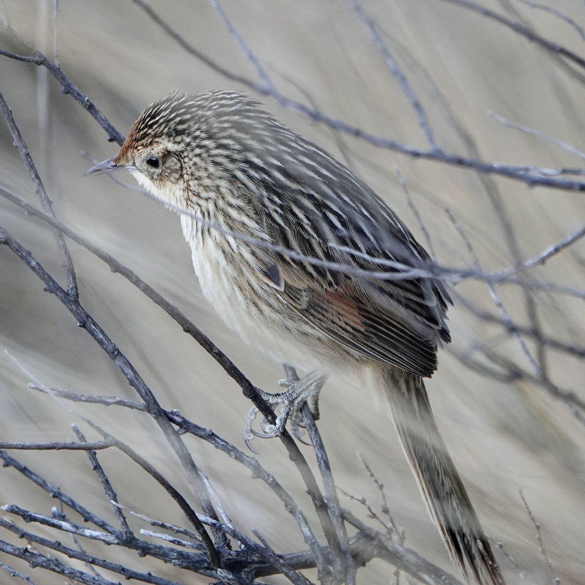 Scribble-tailed Canastero - ML640024195