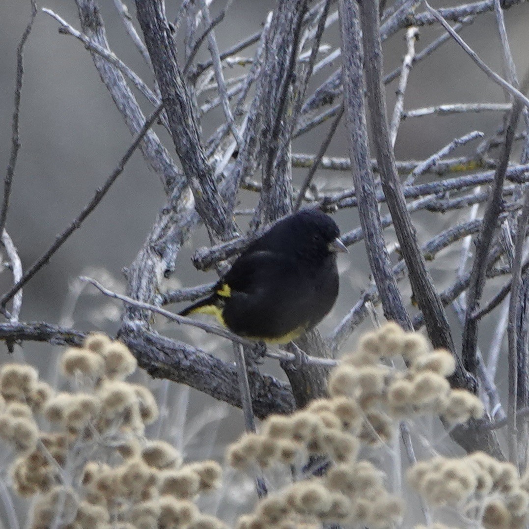 Black Siskin - ML640024196
