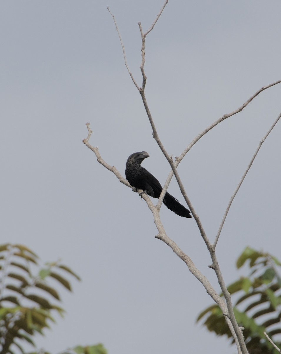 Smooth-billed Ani - ML640024203