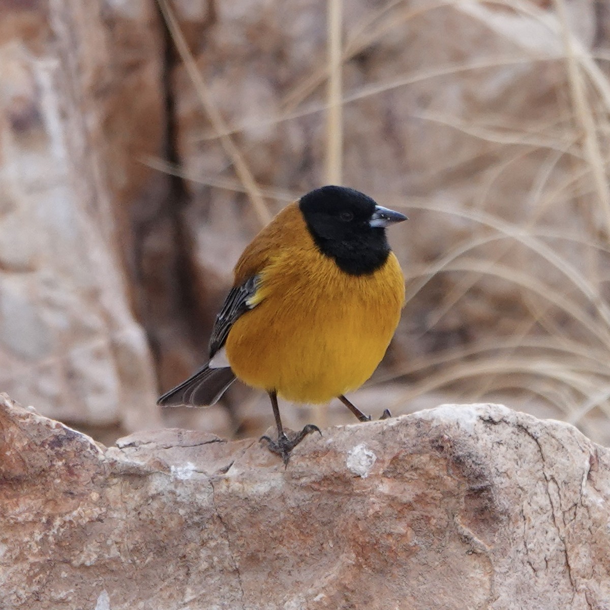 Black-hooded Sierra Finch - ML640024256
