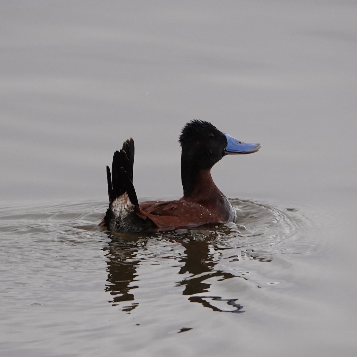 Andean Duck - ML640024260