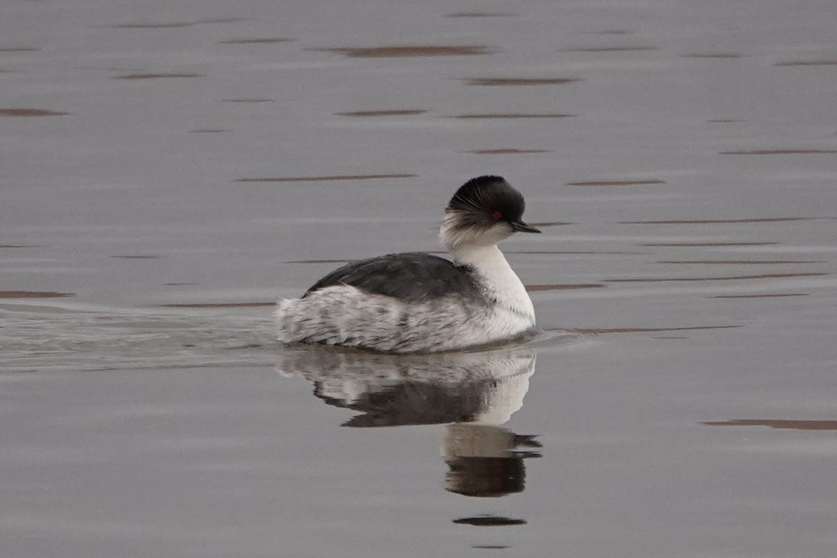 Silvery Grebe (Andean) - ML640024272