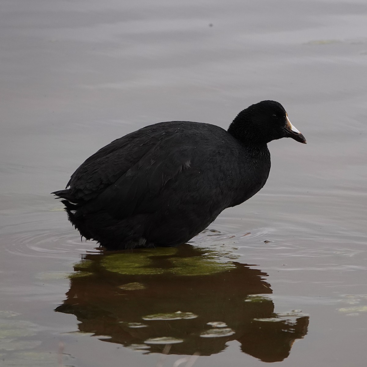 Giant Coot - ML640024273