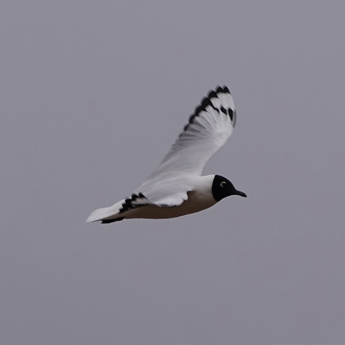 Andean Gull - ML640024275