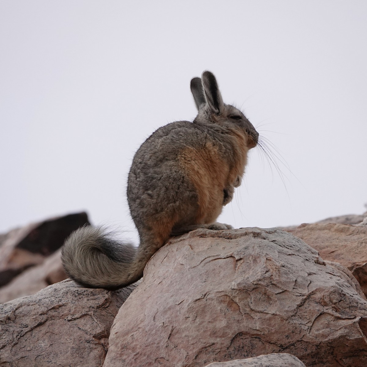 Mountain Viscacha - ML640024283