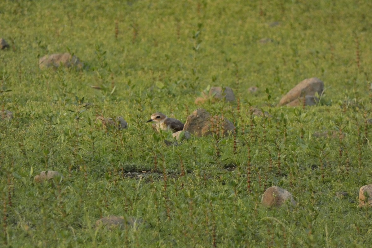 Kentish Plover - ML640024377
