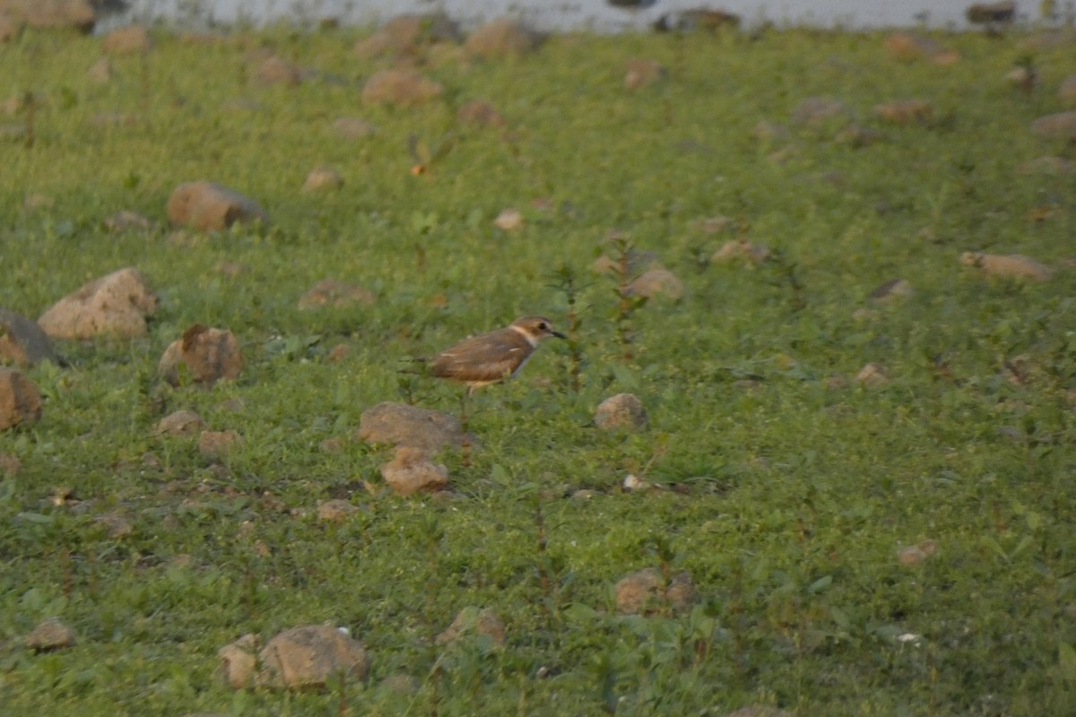 Kentish Plover - ML640024378