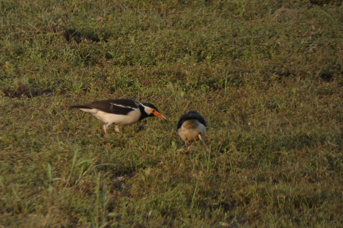 Indian Pied Starling - ML640024388