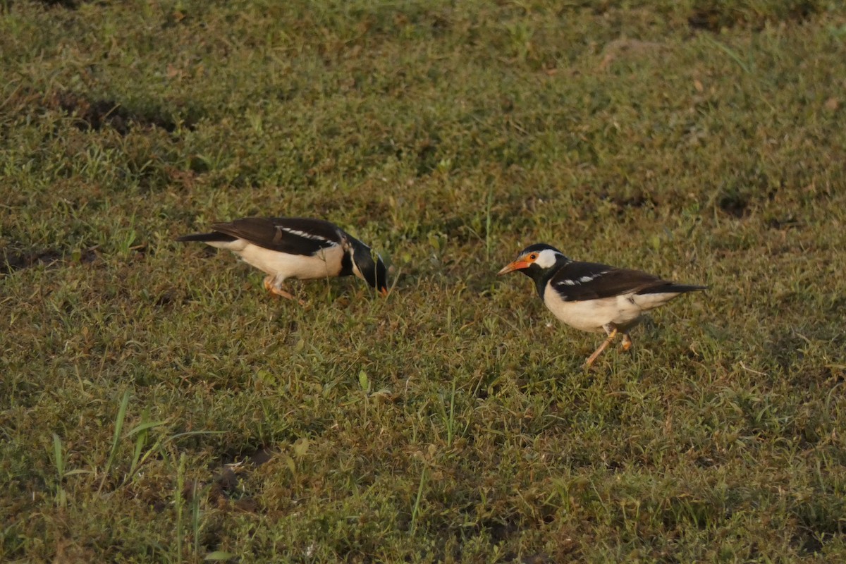 Indian Pied Starling - ML640024389