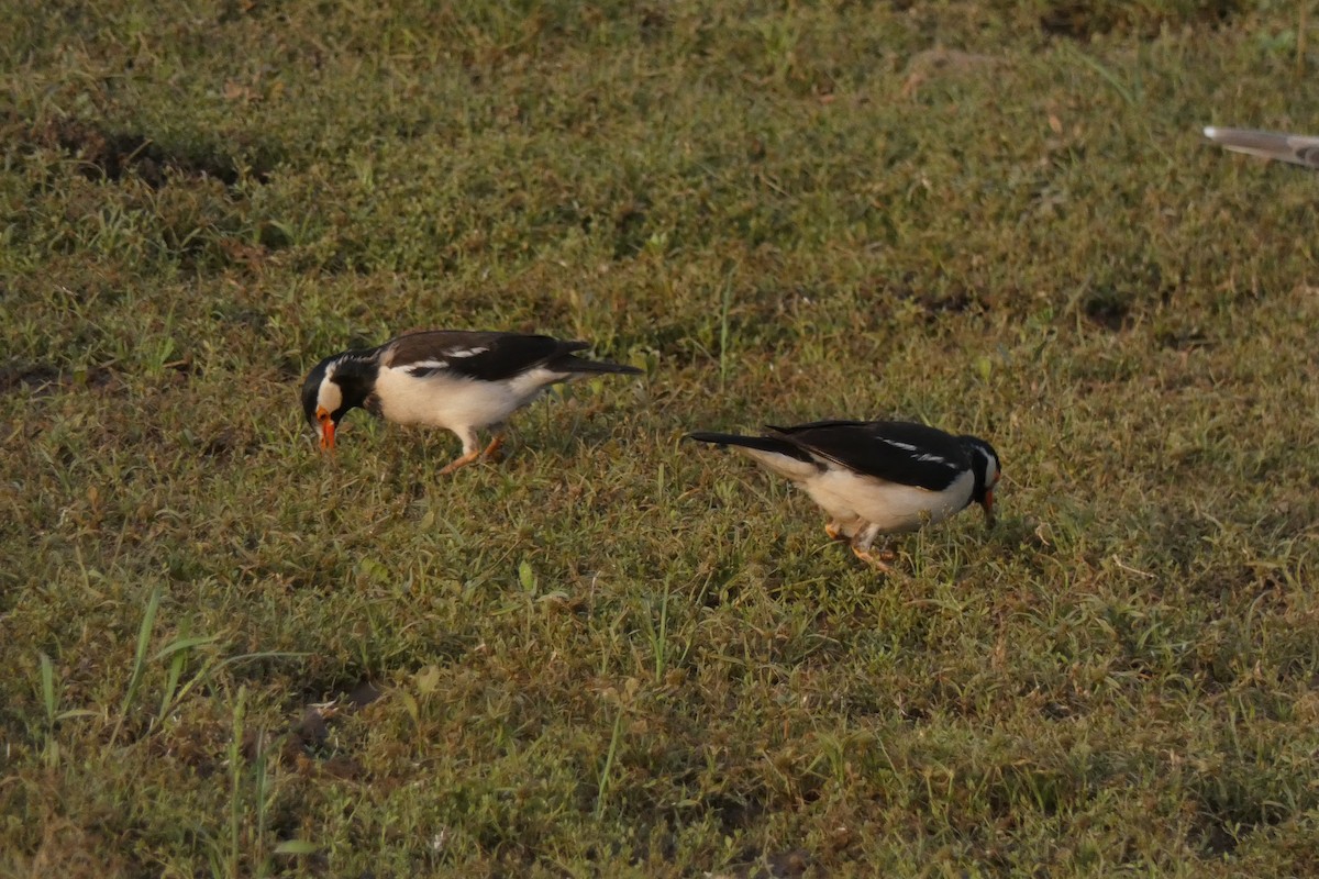 Indian Pied Starling - ML640024391