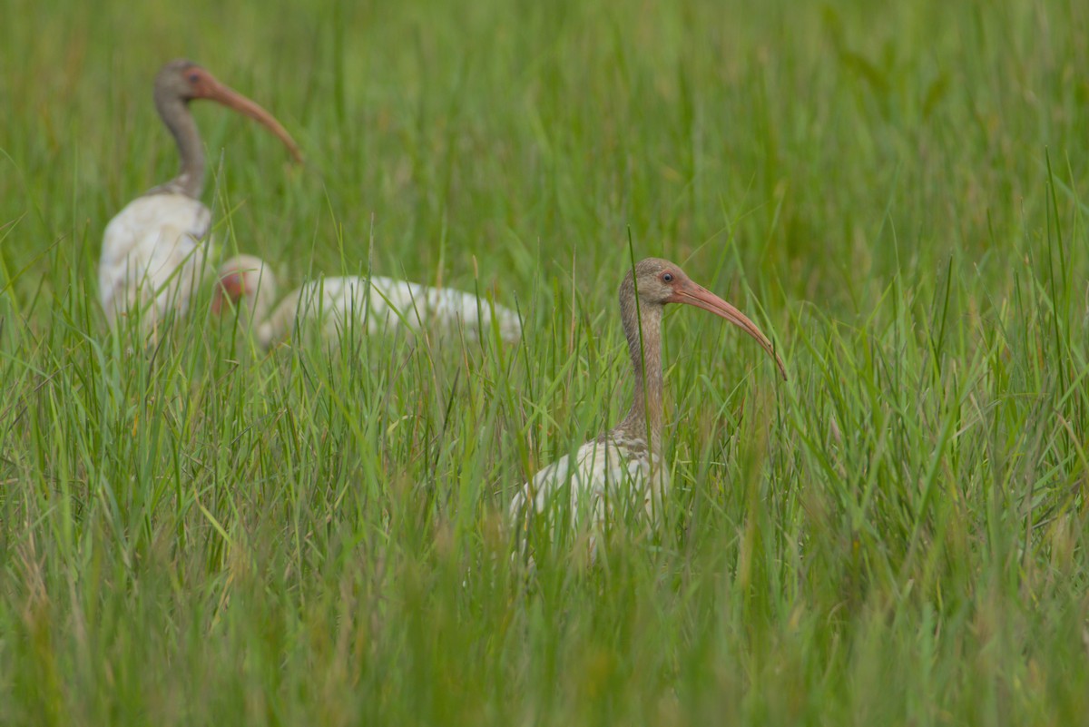 White Ibis - ML640024395