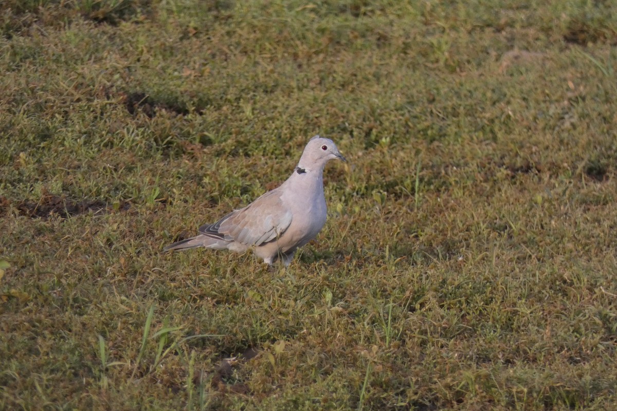 Eurasian Collared-Dove - ML640024402
