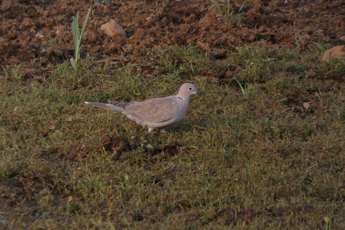 Eurasian Collared-Dove - ML640024403