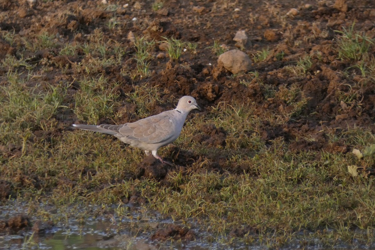 Eurasian Collared-Dove - ML640024404