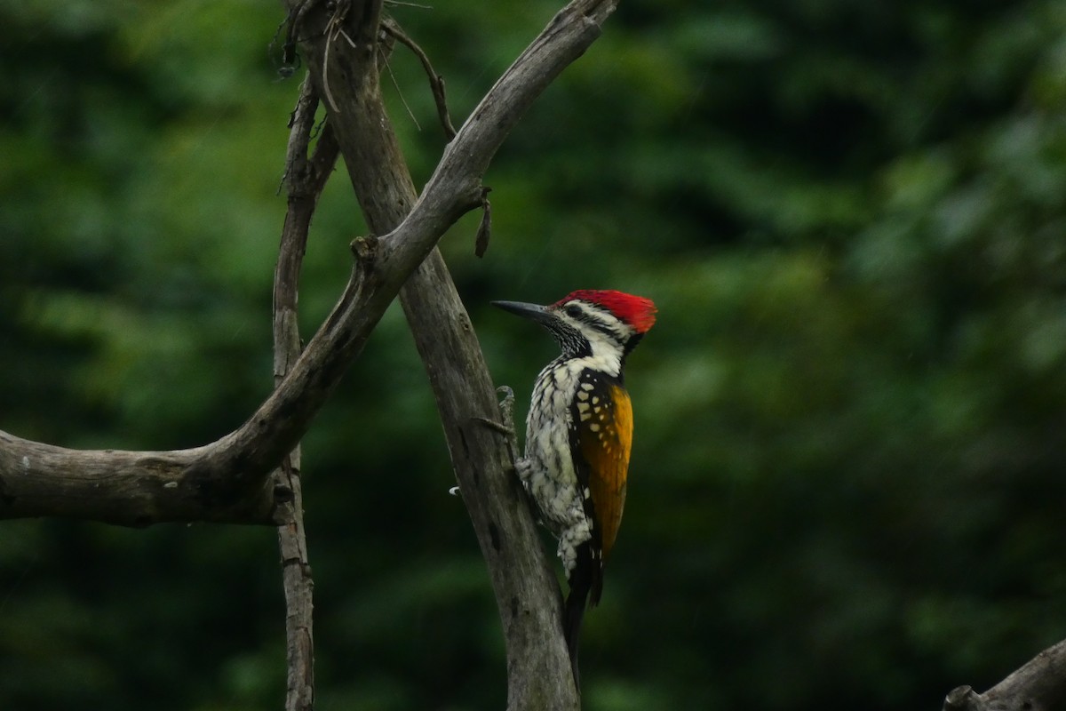 Black-rumped Flameback - ML640024518