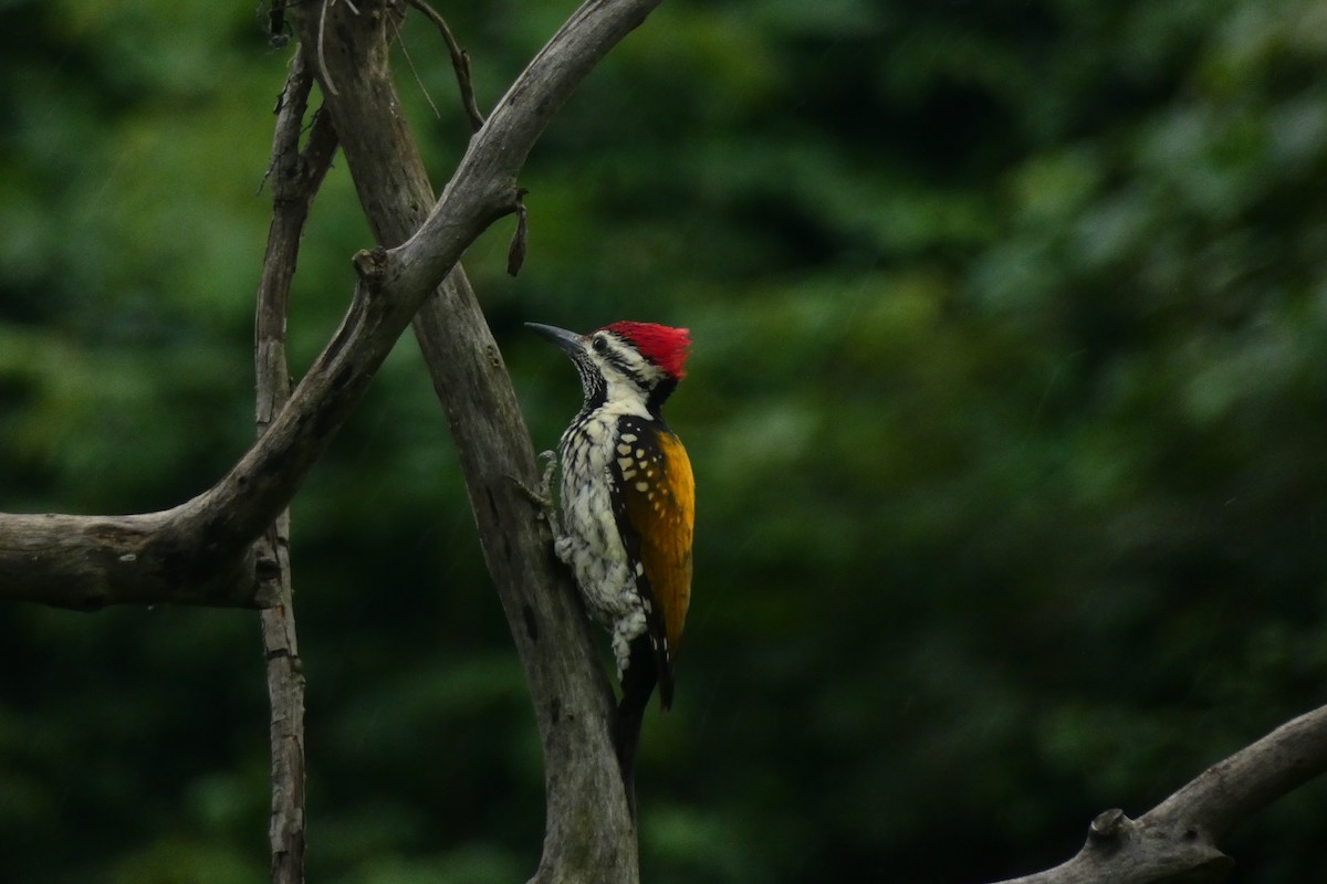 Black-rumped Flameback - ML640024519