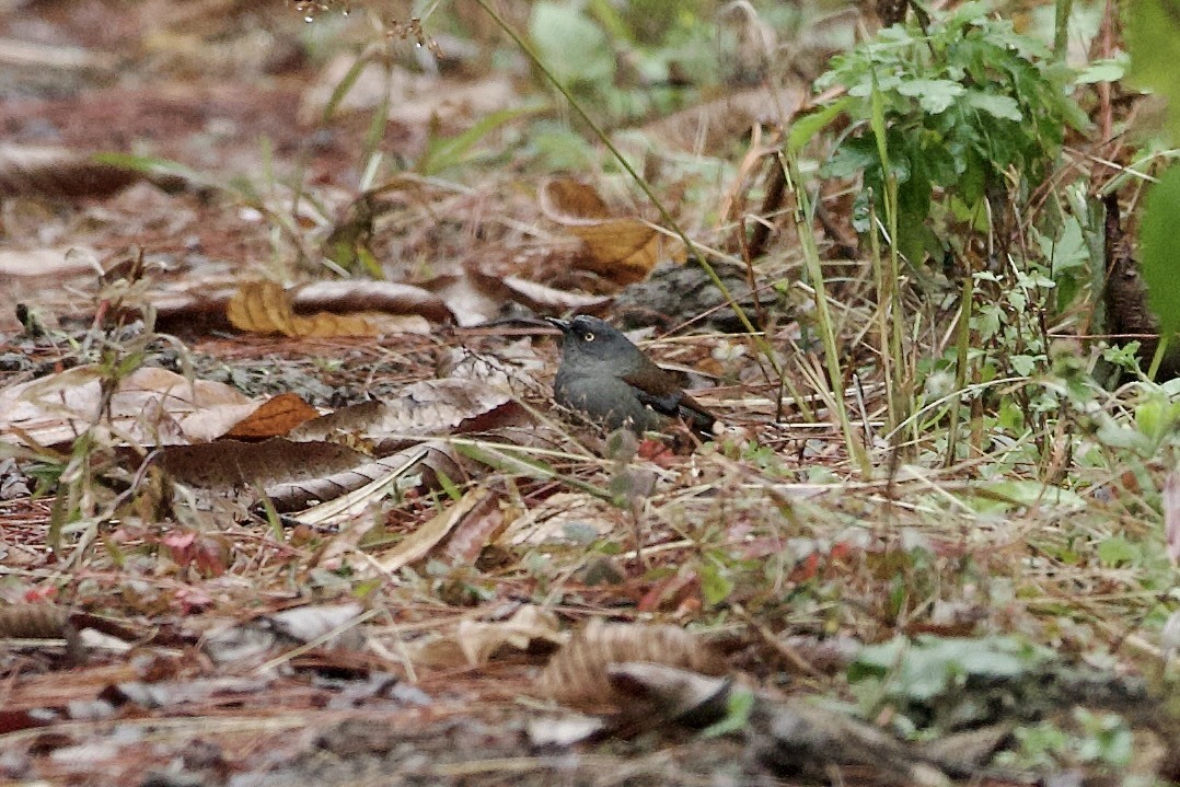 Maroon-backed Accentor - ML640024558