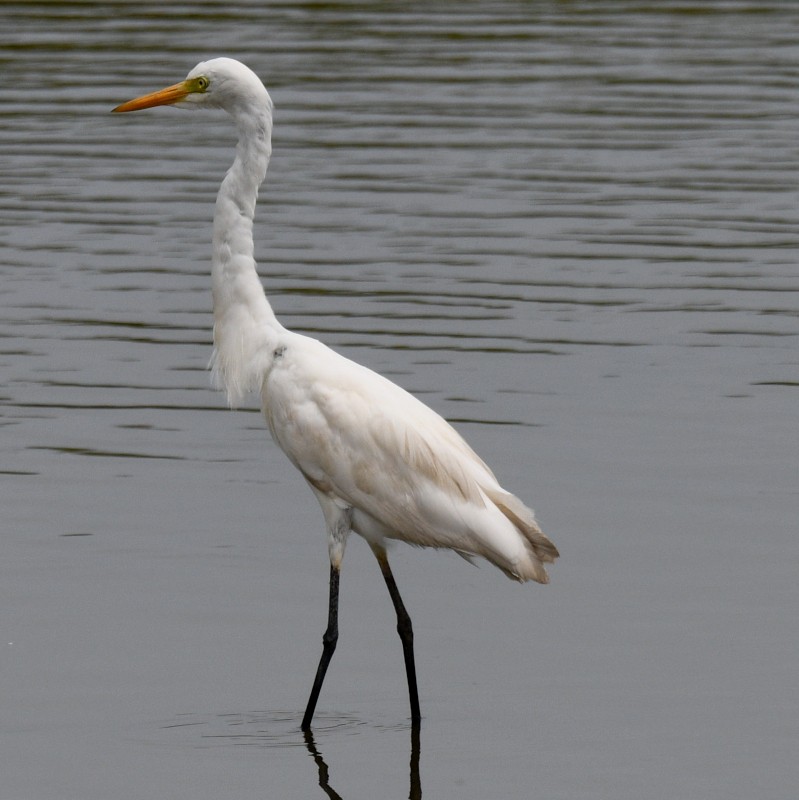 Yellow-billed Egret - ML640024560