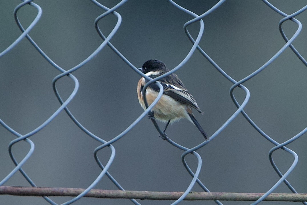 Hodgson's Redstart - ML640024561