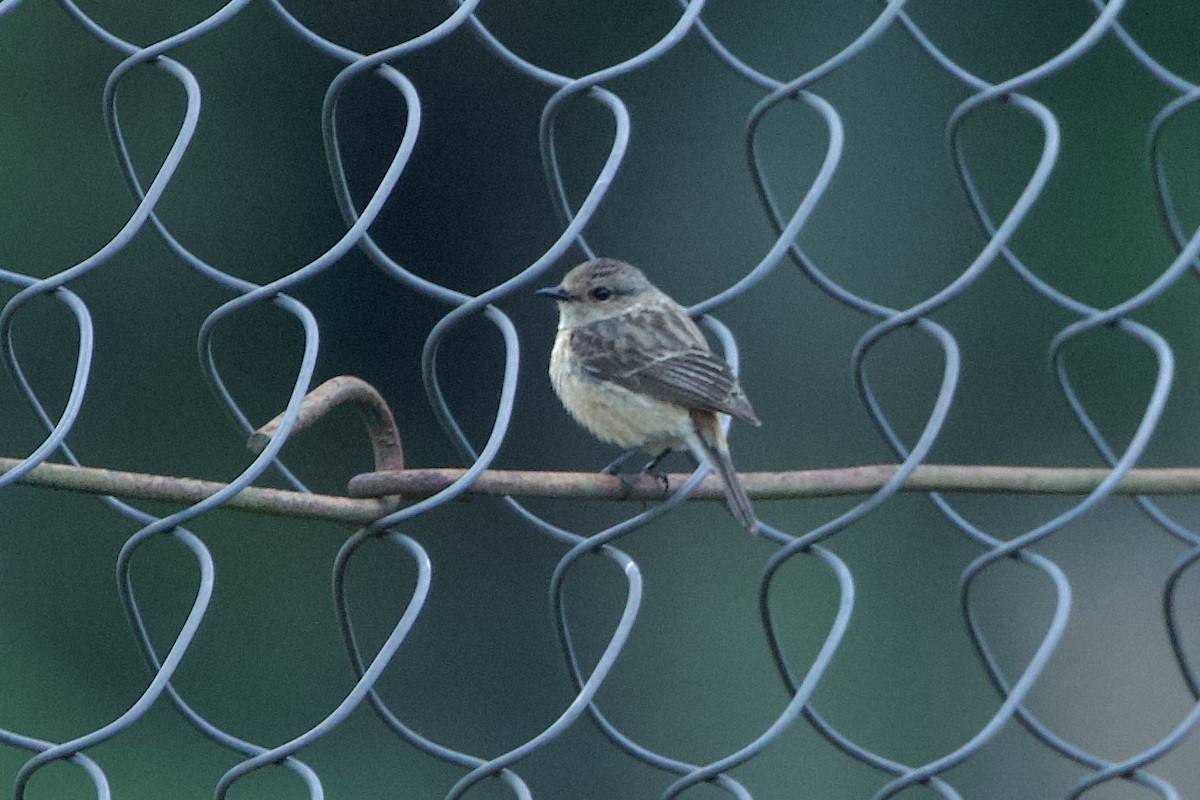 Hodgson's Redstart - ML640024562