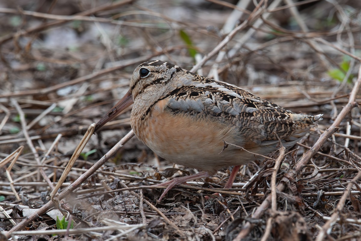 American Woodcock - ML640024581