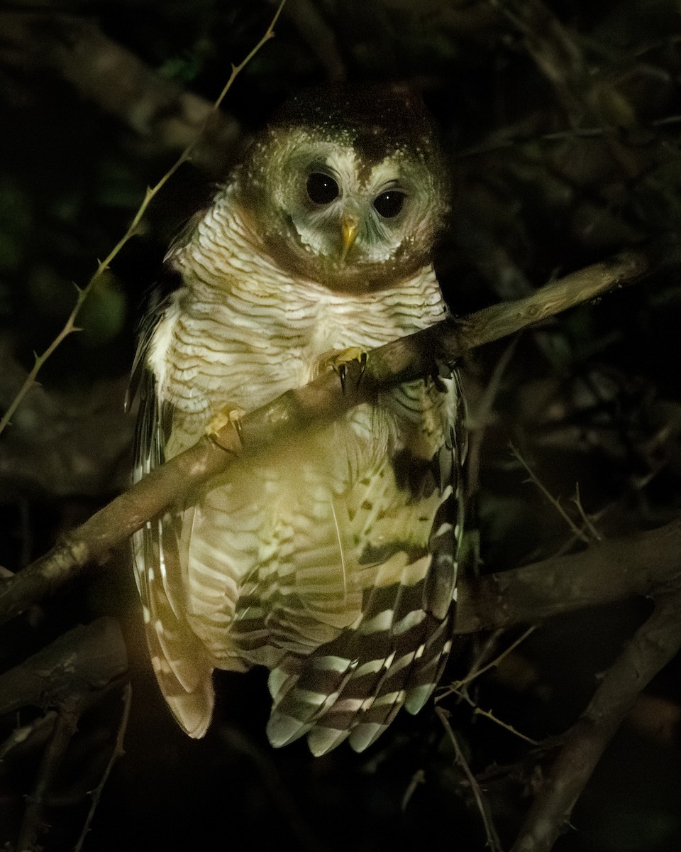 African Wood-Owl - ML640024588