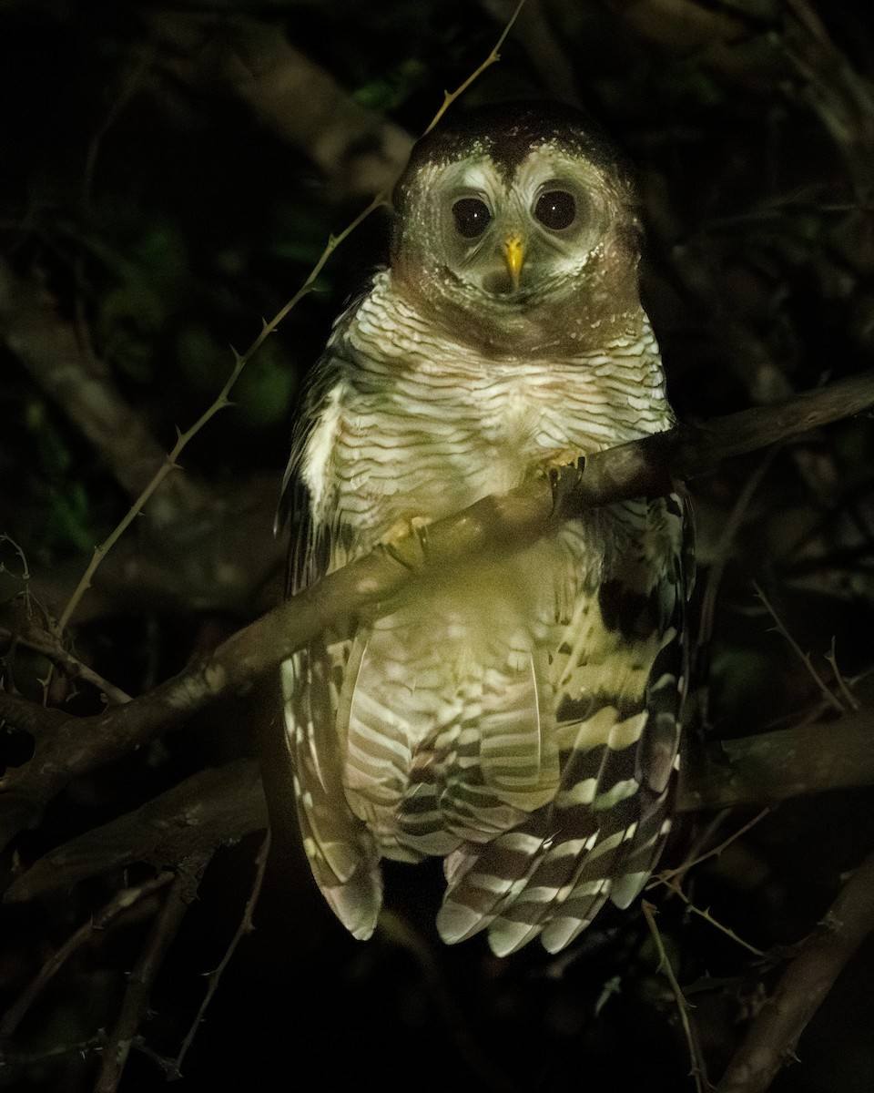 African Wood-Owl - ML640024589
