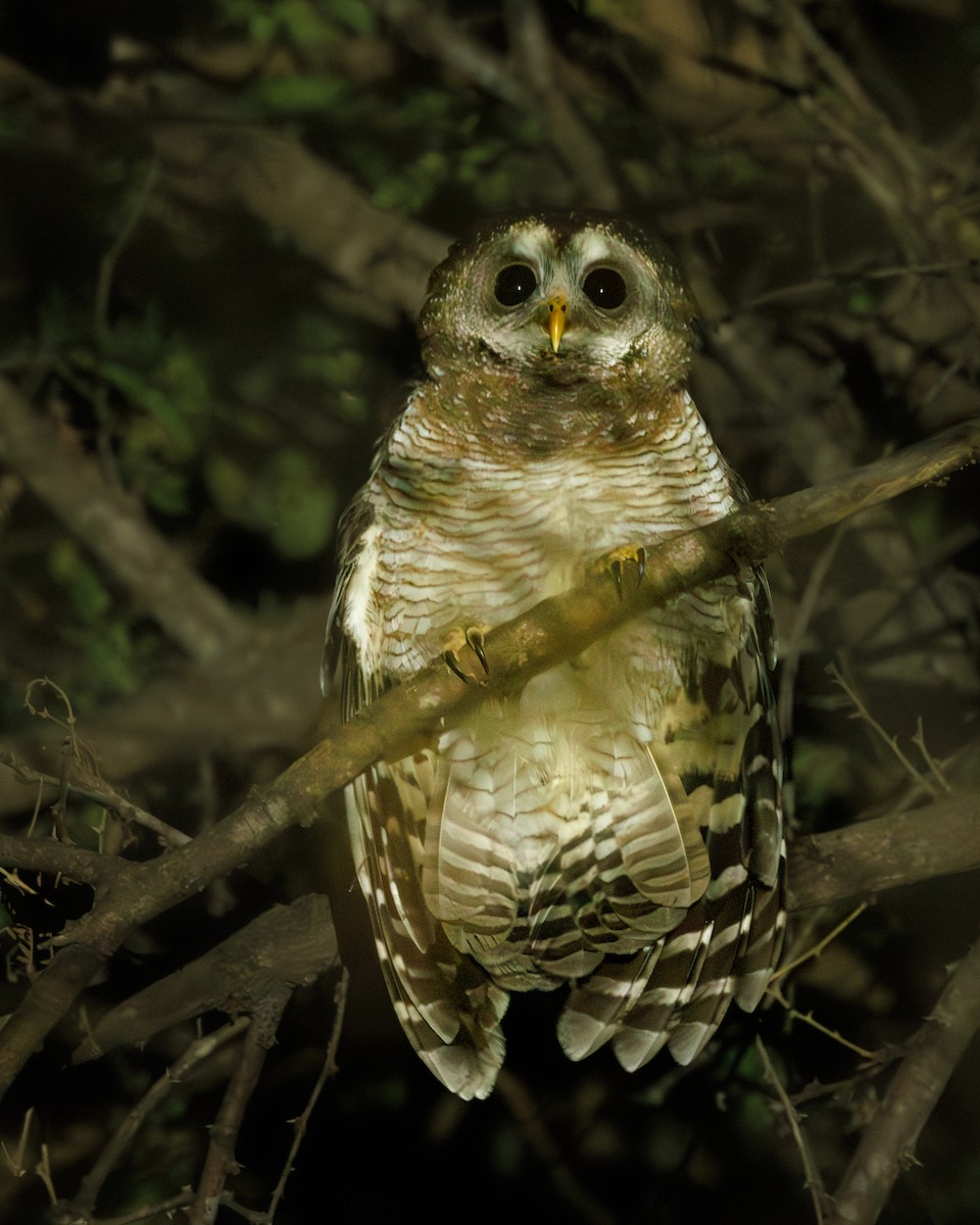 African Wood-Owl - ML640024590