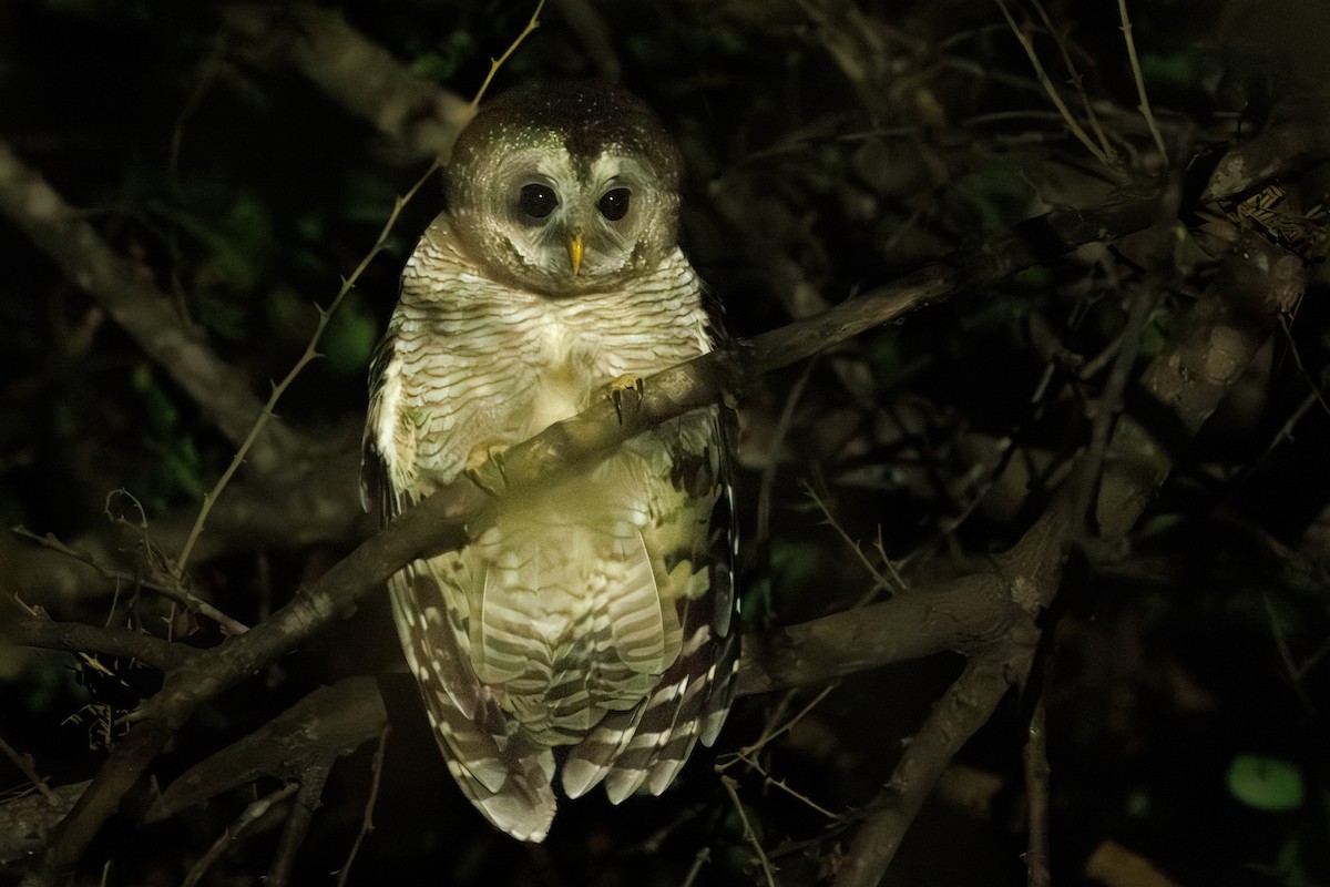 African Wood-Owl - ML640024591