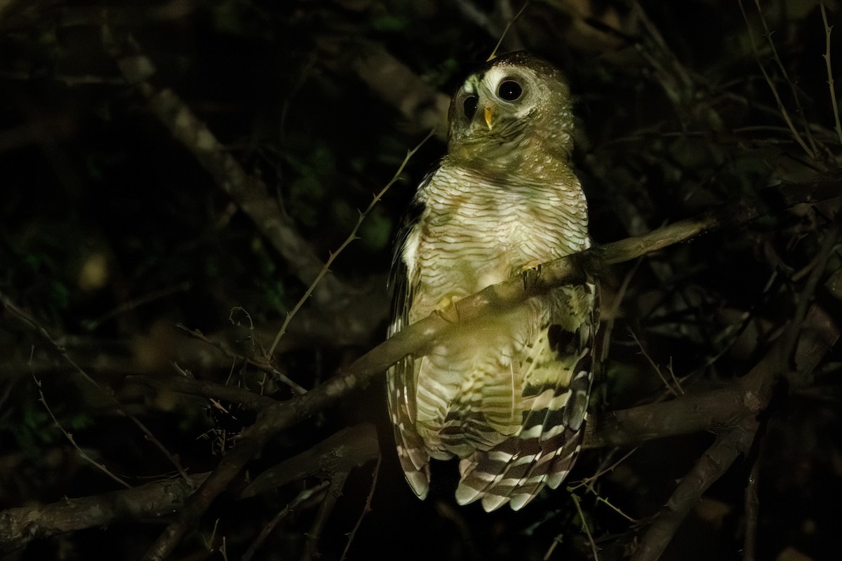 African Wood-Owl - ML640024592