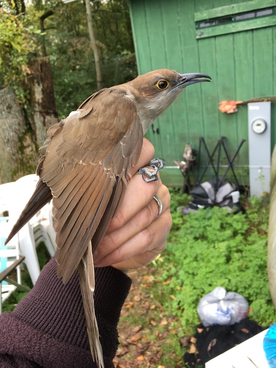 Black-billed Cuckoo - ML640024599