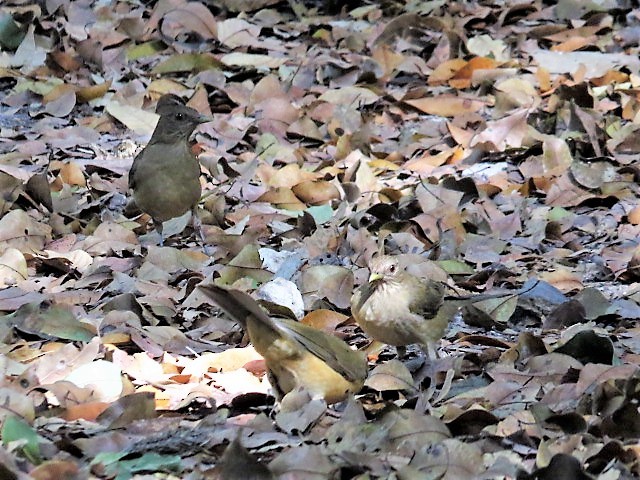 Clay-colored Thrush - ML64002461