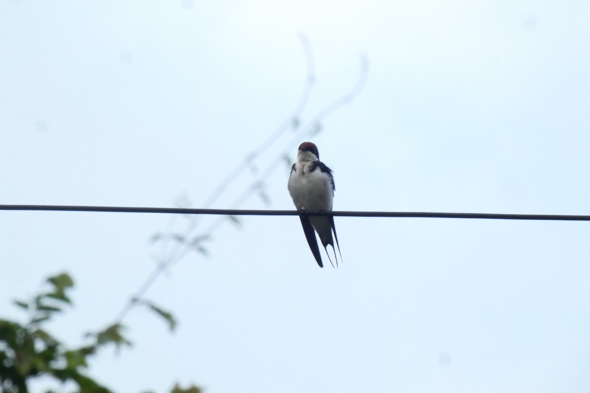 Wire-tailed Swallow - ML640024610