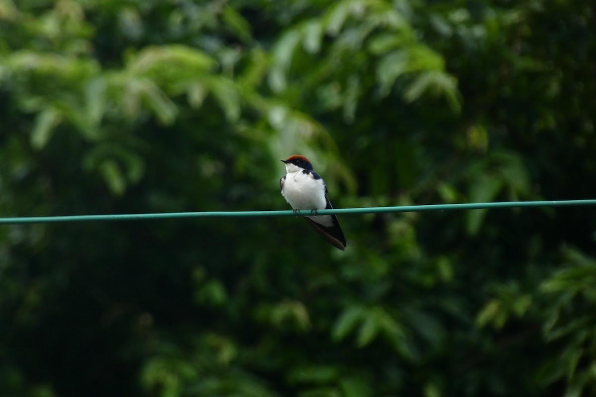 Wire-tailed Swallow - ML640024611
