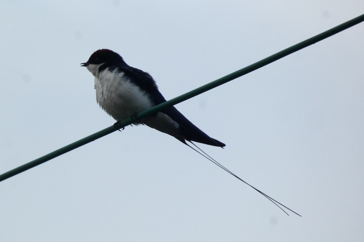 Wire-tailed Swallow - ML640024612